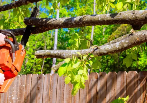 Tree Removal